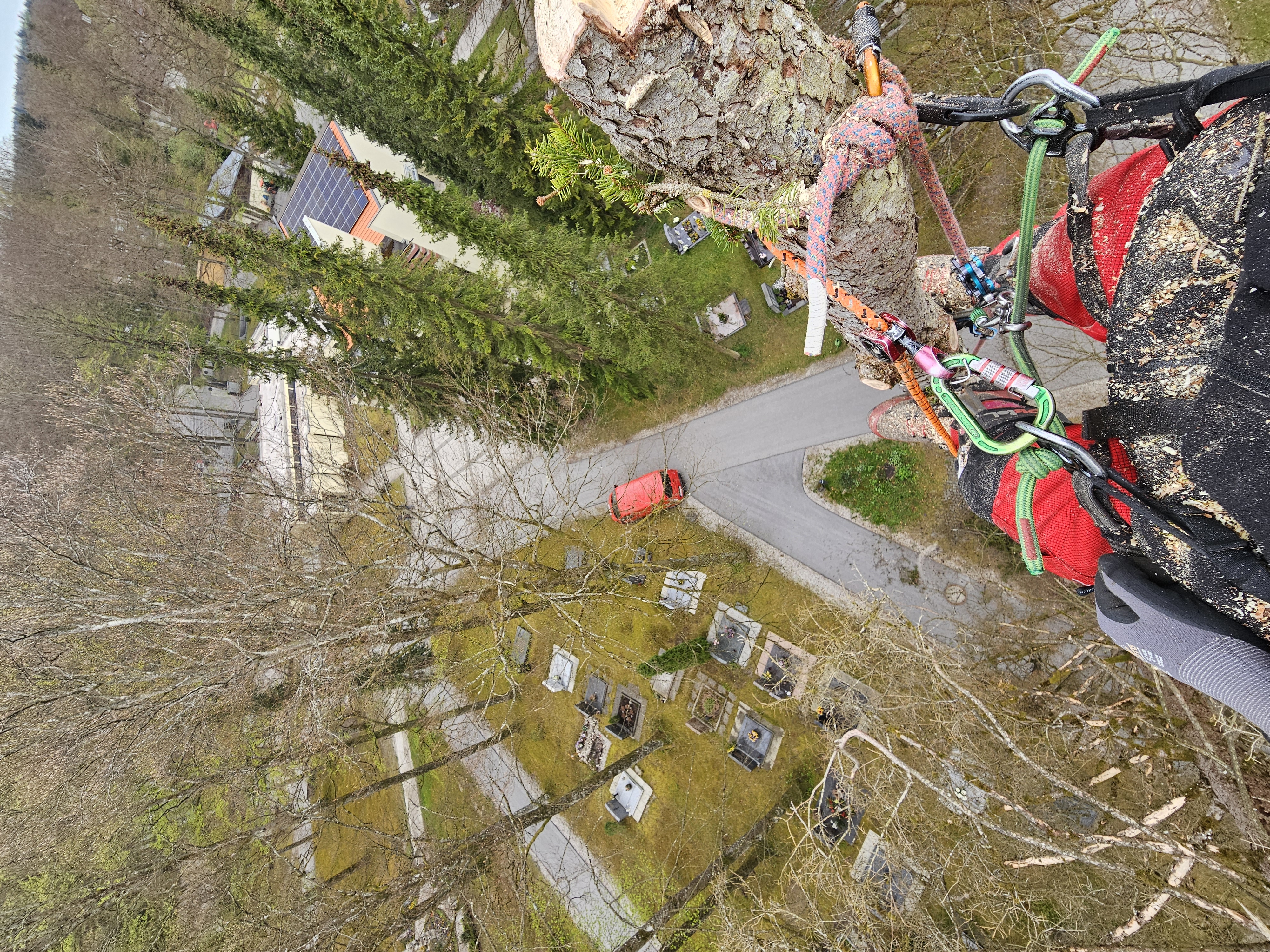 Professionelle Baumpflege - Kletternde Baumpfleger bei der Kronenpflege in großen Bäumen