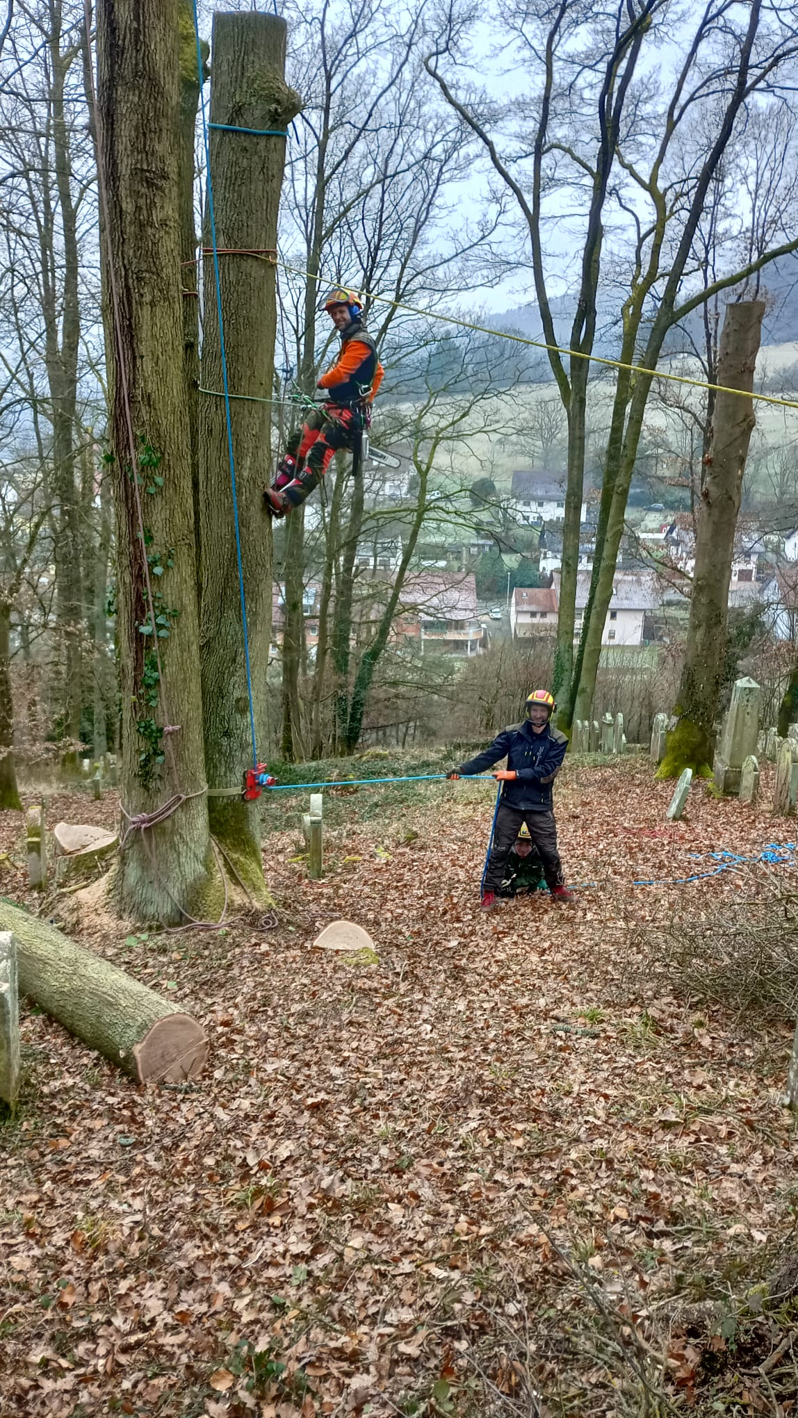 Baumpflege ist Teamwork