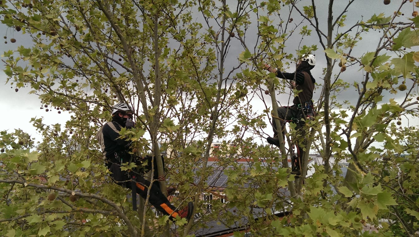Baumfällung mit Kran - Professionelle Baumfällung durch Flinke Baumpflege