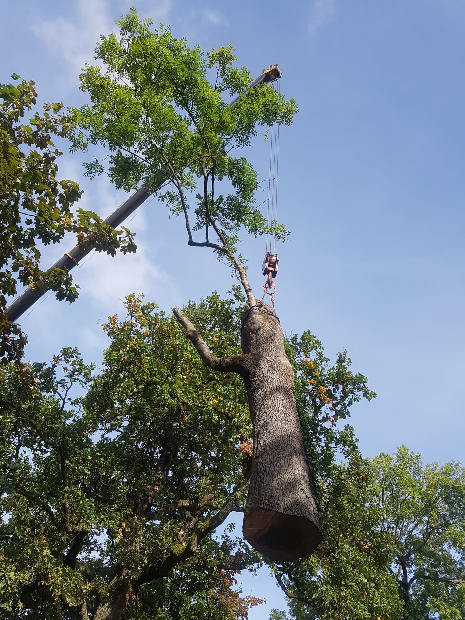 Baumpflege in Birken - Klettertechnik bei der Baumpflege