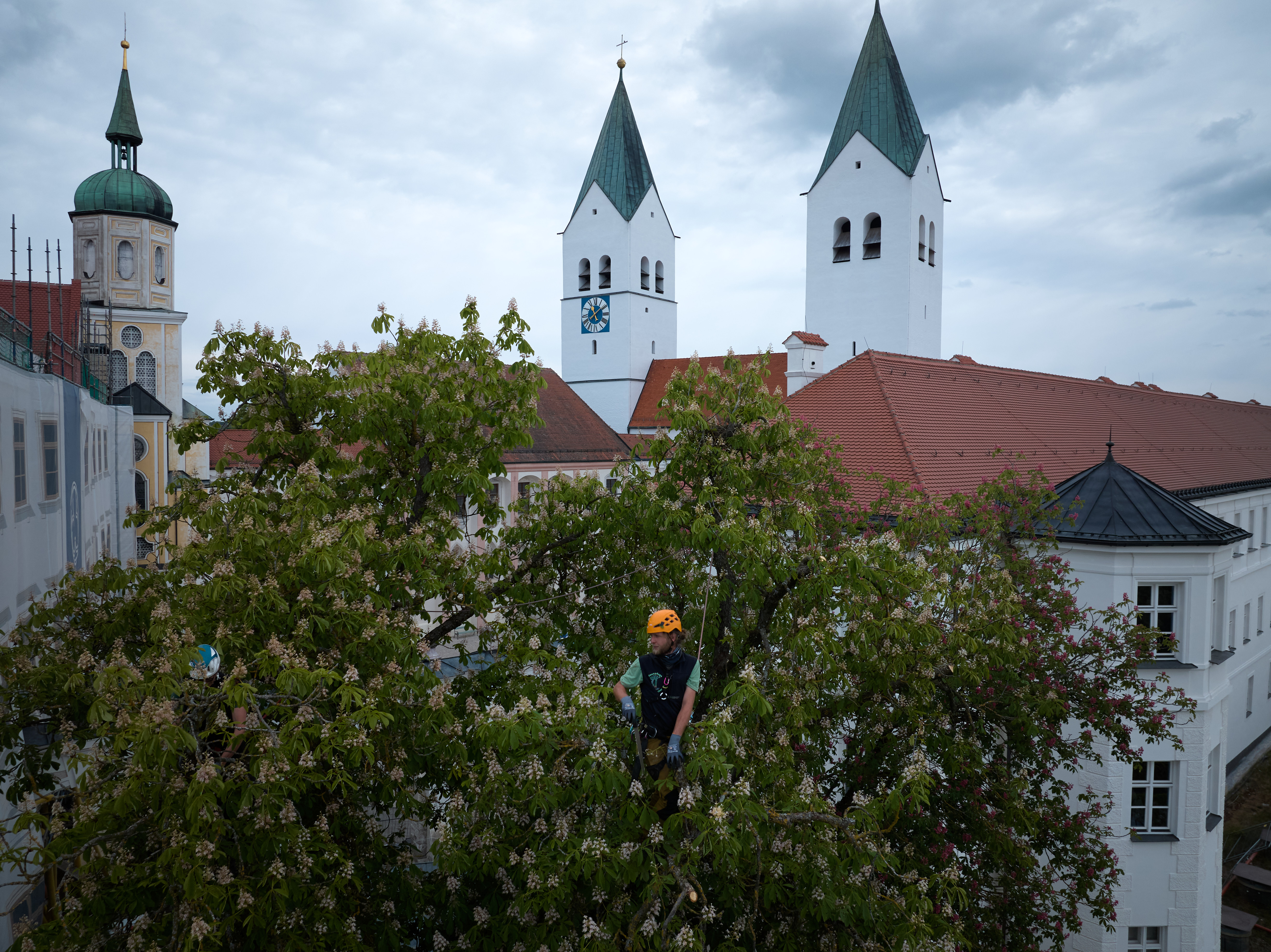 Baumschnitt mit Handsäge - Totholzentnahme durch kletternden Baumpfleger