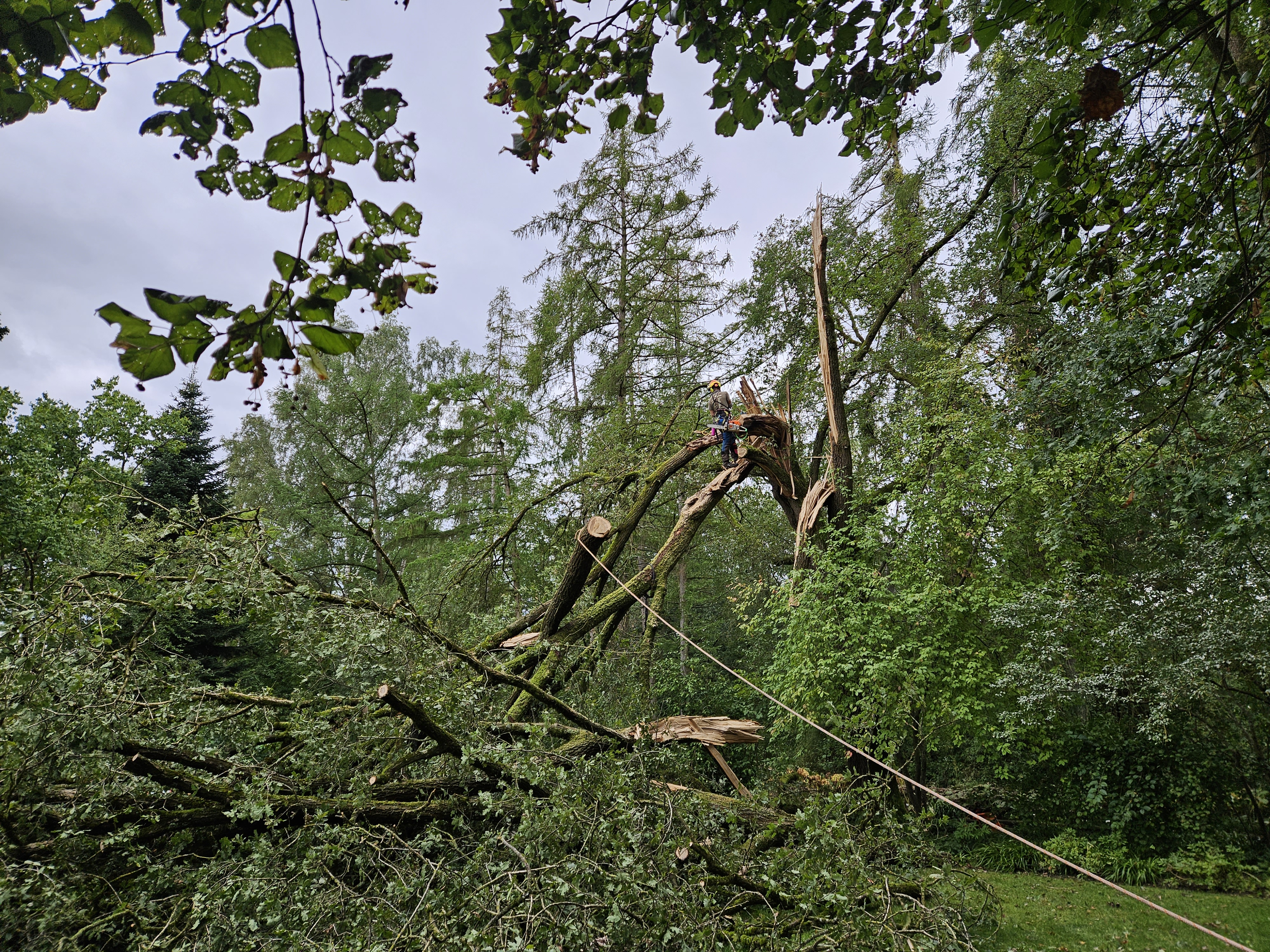 Baumpflege nach Sturmschaden - Professionelle Aufräumarbeiten